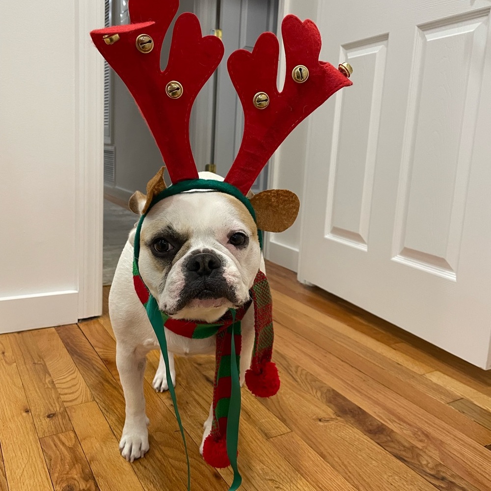 Dog Christmas outfit set